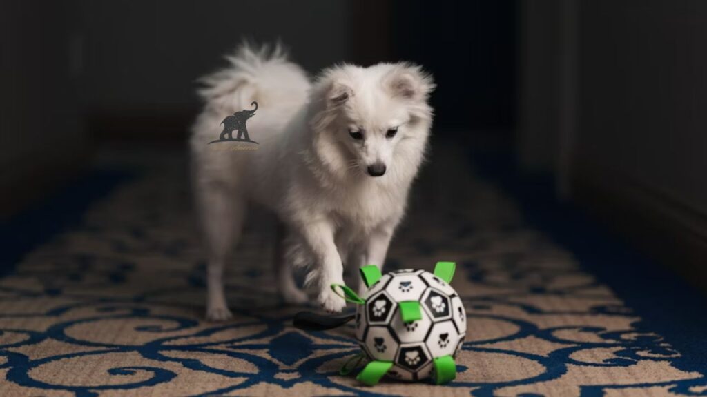 Caring for an American Eskimo Dog