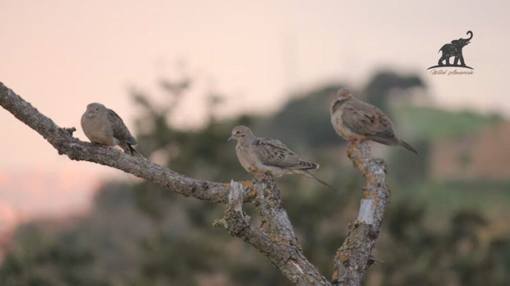 How Long Do Mourning Doves Live