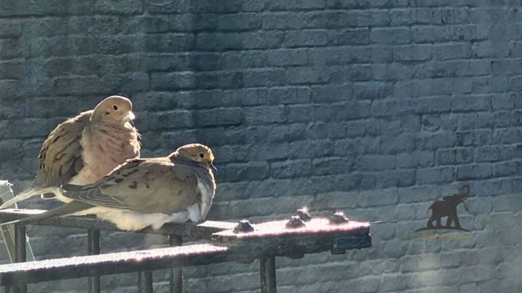 Mourning Doves’ Remarkable Adaptability