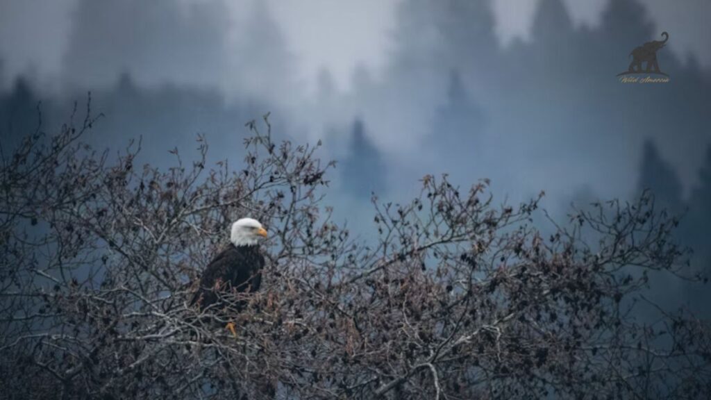 The Bald Eagle in Spiritual Context