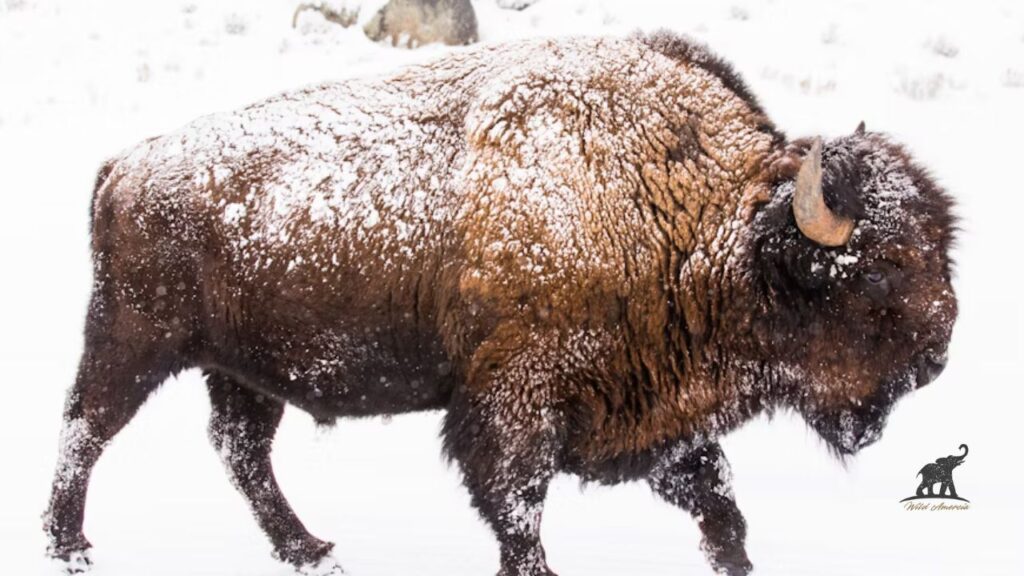 The Bison as a Symbol of Abundance