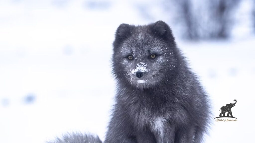 The Magic behind Arctic Fox Fur