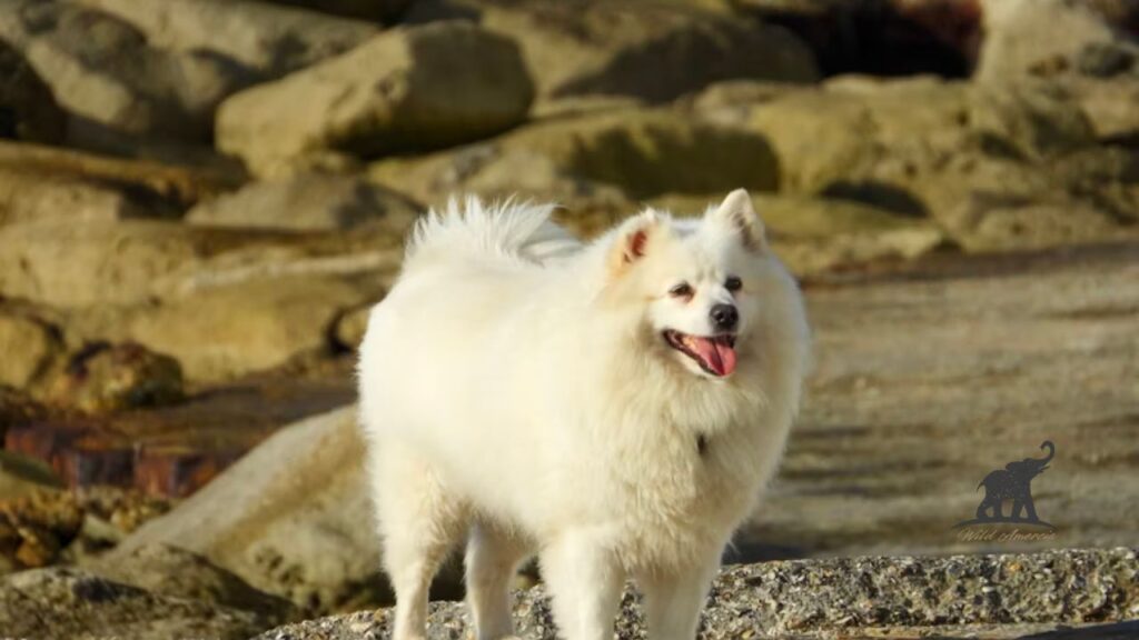The Personality of an American Eskimo Dog