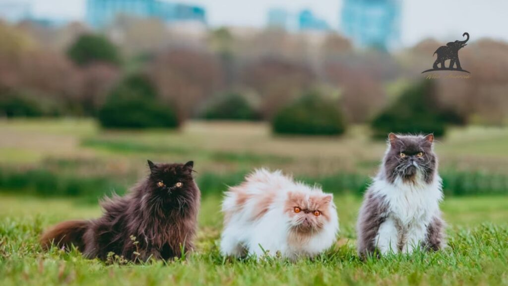 What Makes Ragdoll Kittens Stand Out
