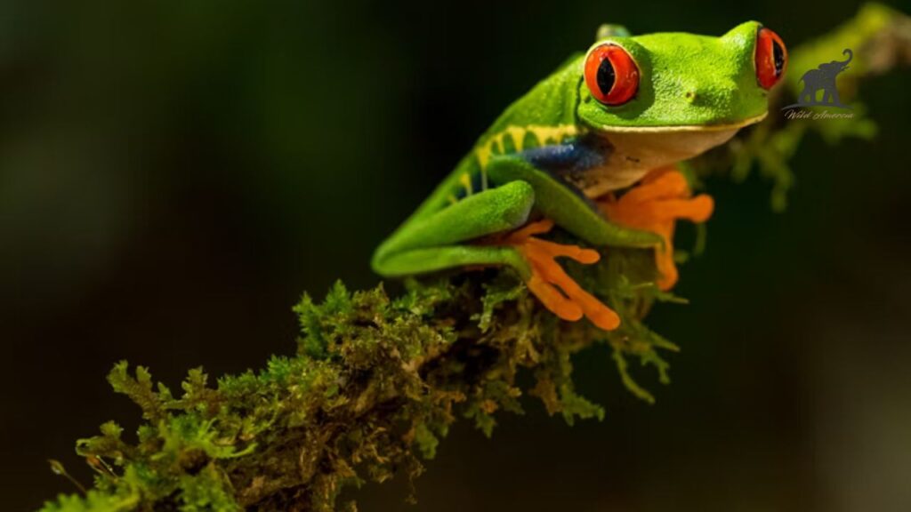What Makes the Tiger Leg Tree Frog Special