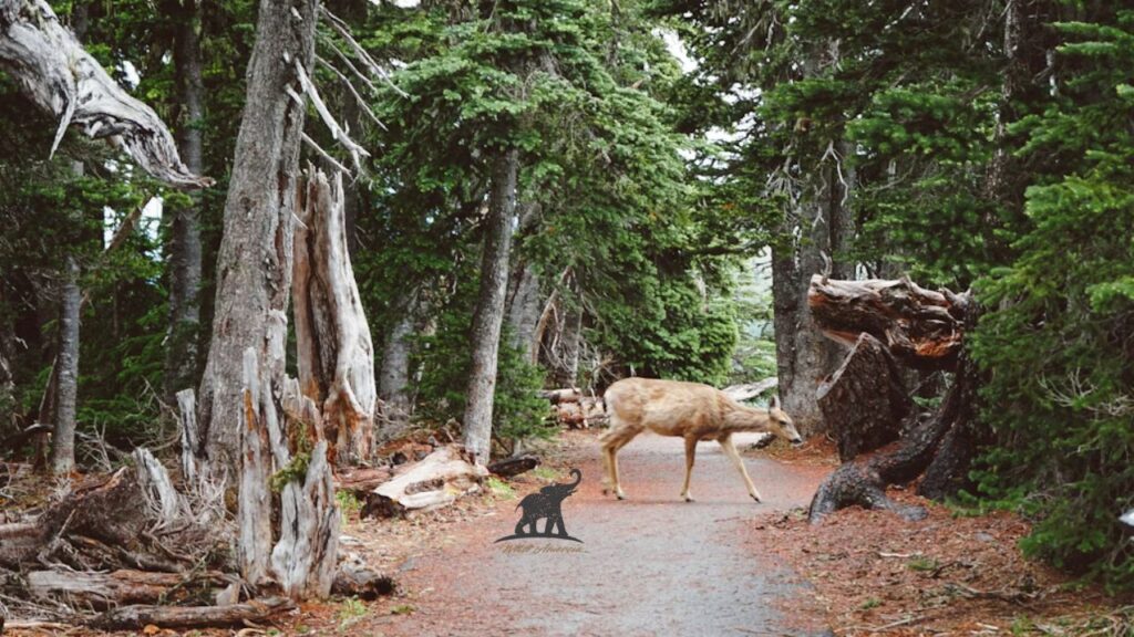 What wildlife is in Acadia National Park