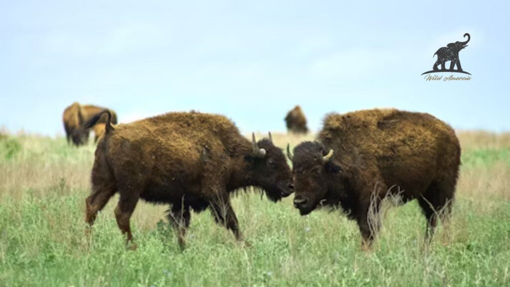 What you can expect when you visit Elk and Bison Prairie KY?