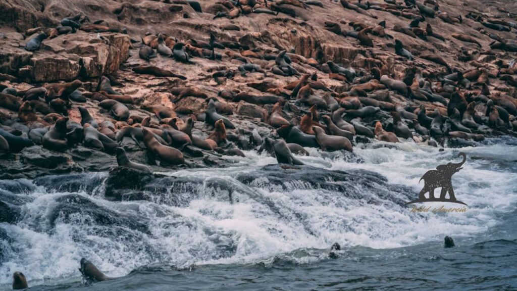 Where to See Wildlife in Acadia National Park
