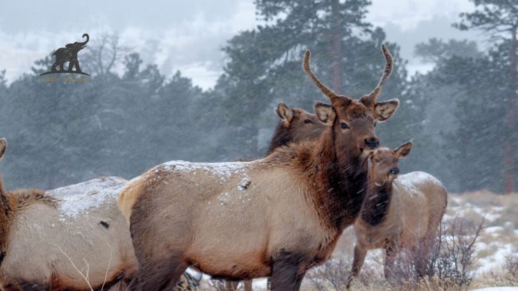 Why the Visit of Elk and Bison Prairie KY? 