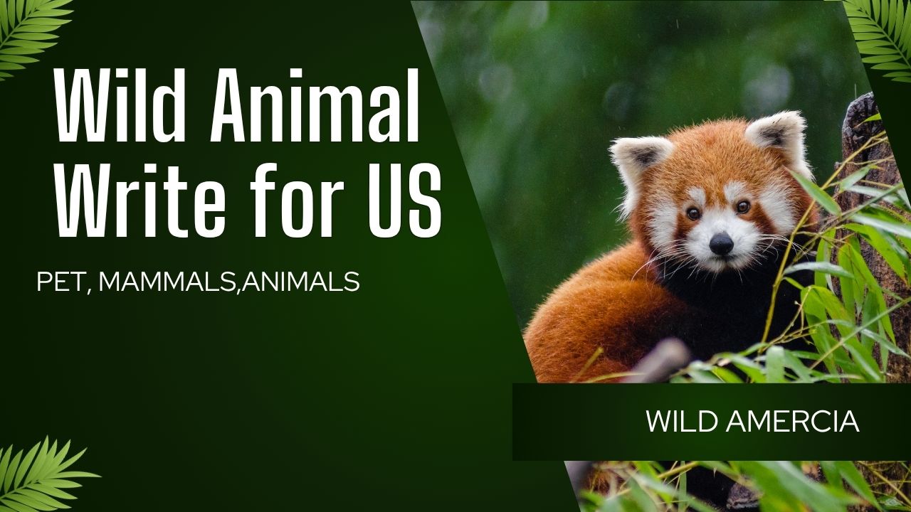 Wild Animal Write for US