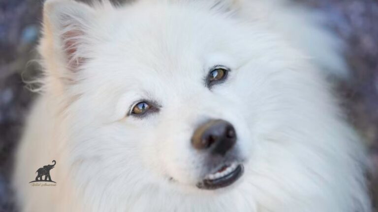 American Eskimo Dog A Comprehensive Guide to This Charming Breed