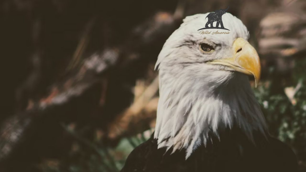 Bald Eagle Spiritual Meaning A Guide to Symbolism and Significance