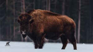 Bison Spiritual Meaning A Journey into Symbolism and Significance