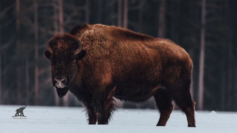 Bison Spiritual Meaning A Journey into Symbolism and Significance