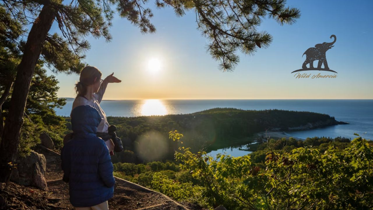 Discovering Acadia National Park Wildlife