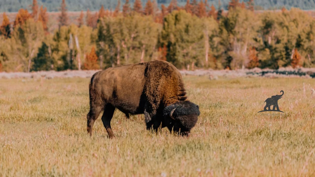 Experience the Majesty of Elk and Bison Prairie, KY