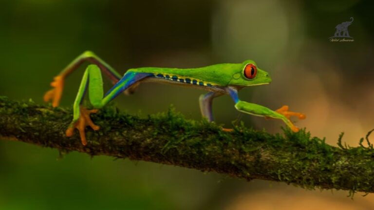 Meet the Tiger Leg Tree Frog – A Vibrant Jewel of the Rainforest