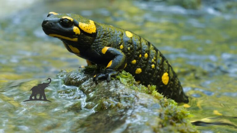Spotted Salamanders Nature’s Hidden Gems