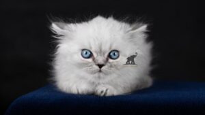 The Appealing Charm of Ragdoll Kittens