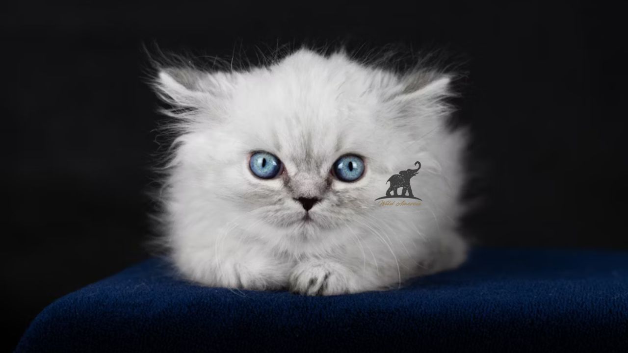 The Appealing Charm of Ragdoll Kittens