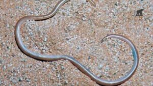 The Barbados Threadsnake Unveiling the World’s Smallest Snake