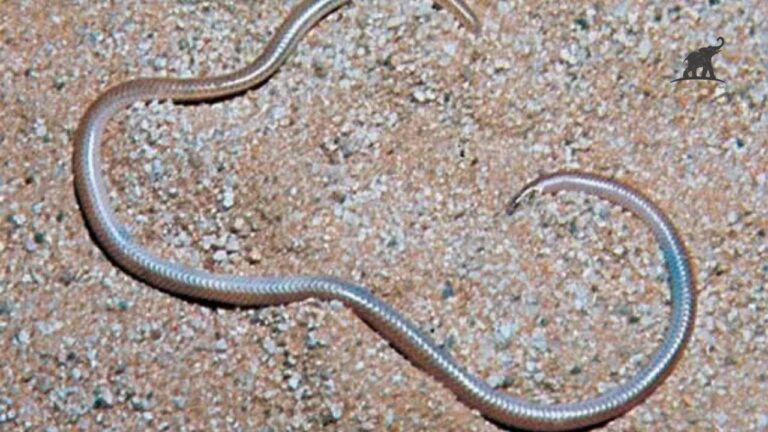 The Barbados Threadsnake Unveiling the World’s Smallest Snake