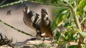 Understanding the Life Expectancy of Mourning Doves