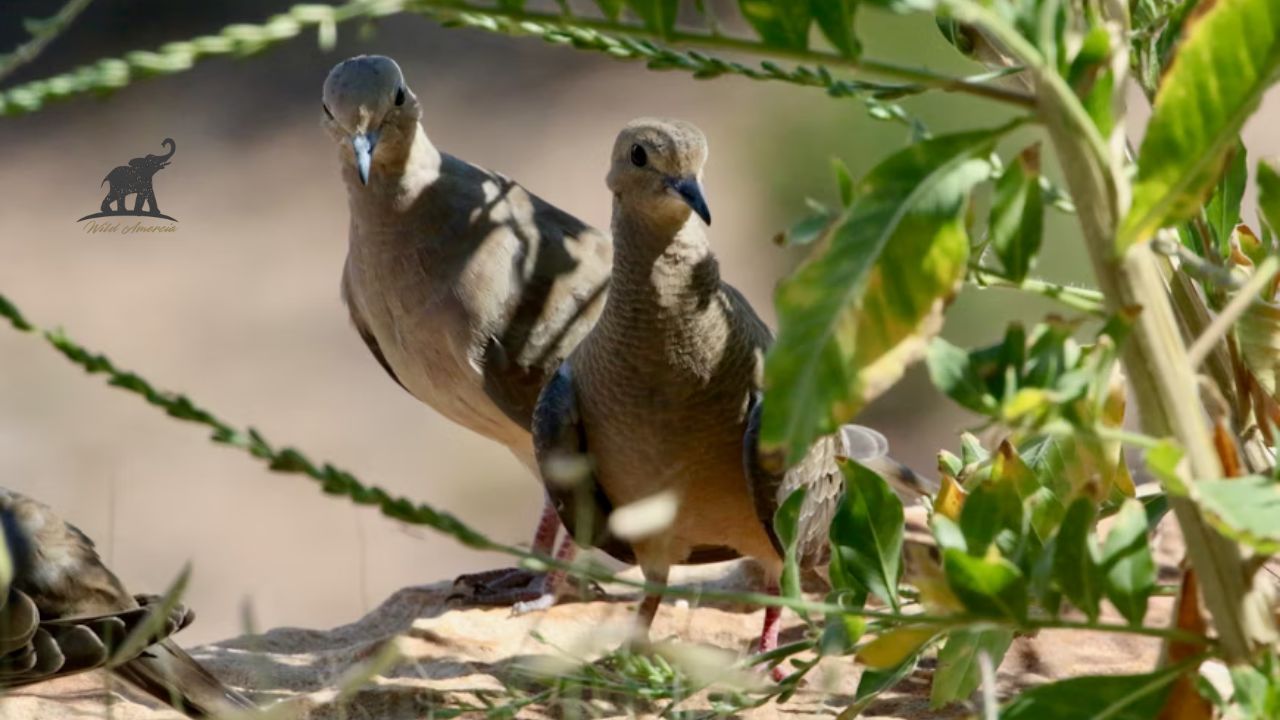 Understanding the Life Expectancy of Mourning Doves