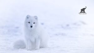 Where to Find Arctic Fox Fur in AC Valhalla
