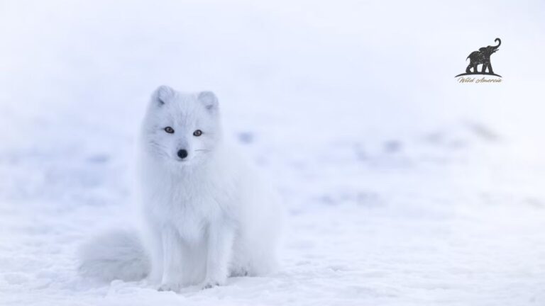 Where to Find Arctic Fox Fur in AC Valhalla