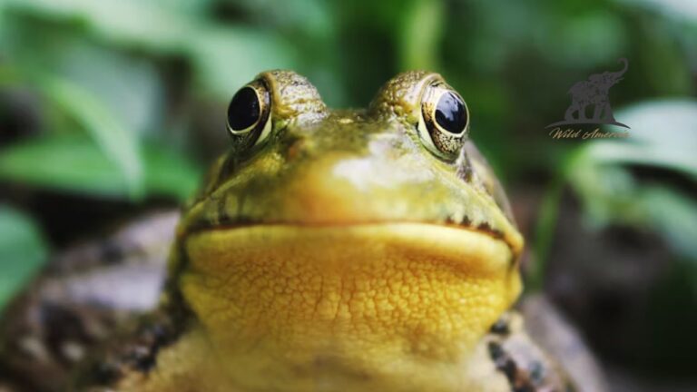 Arroyo Toad A Guide to This Endangered Amphibian