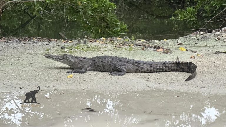Baby American Crocodile Fascinating Facts About The Next Generation