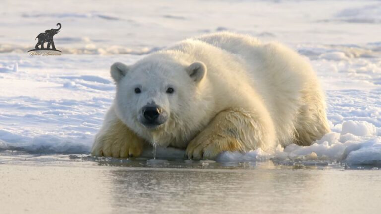 Baffin Polar Bear A Journey into the Arctic's White Majesty