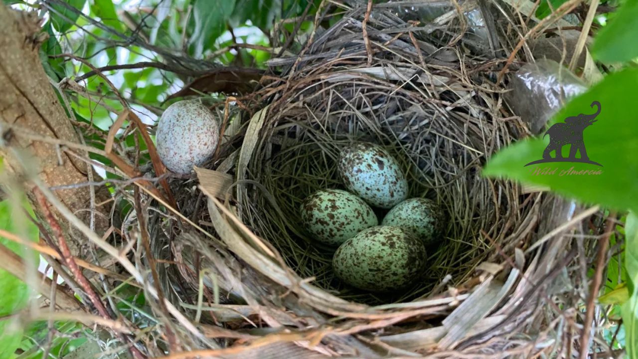 Discover the Amazing World of Northern Cardinal Eggs A Complete Guide
