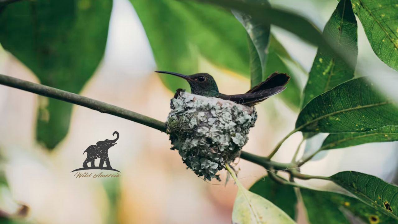 Hummingbirds Nest Nature's Tiny Masterpiece
