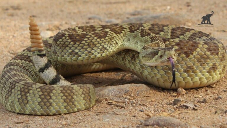 Mojave Desert Rattlesnake—A Deadly Beauty of the Southwest