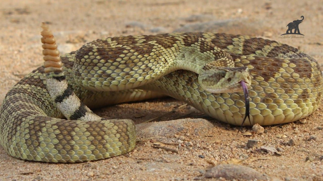 Mojave Desert Rattlesnake—A Deadly Beauty of the Southwest
