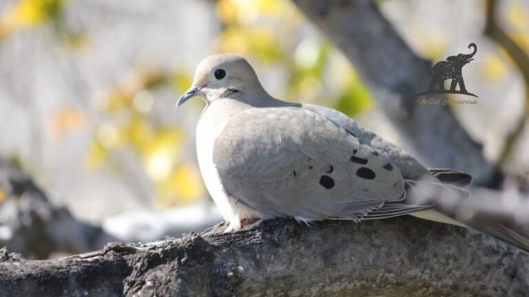 Mourning Dove Lifespan, Care, and Diet Guide