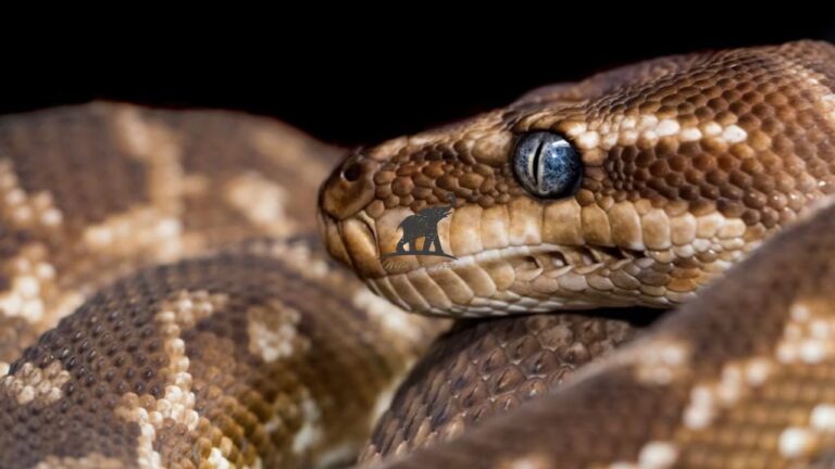 NC Copperhead Snake A Comprehensive Guide