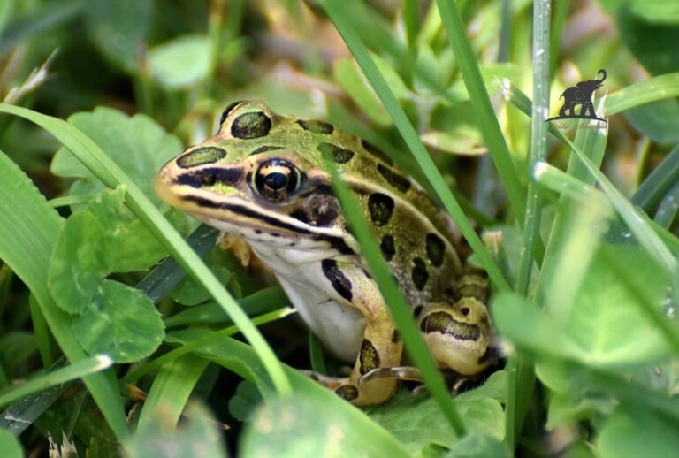 Northern Leopard Frog A Fascinating Amphibian