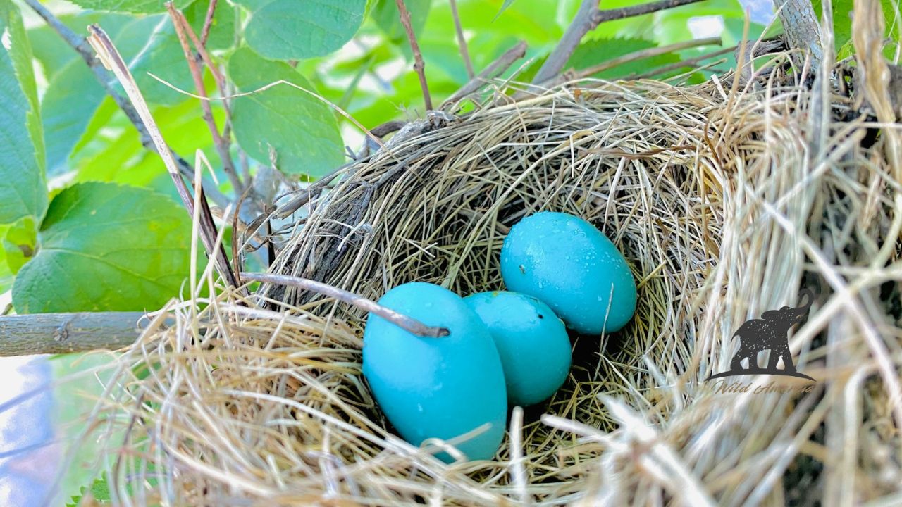 The Complete Guide to Blue Jay Bird Eggs Nature's Stunning Sky-Blue Treasures