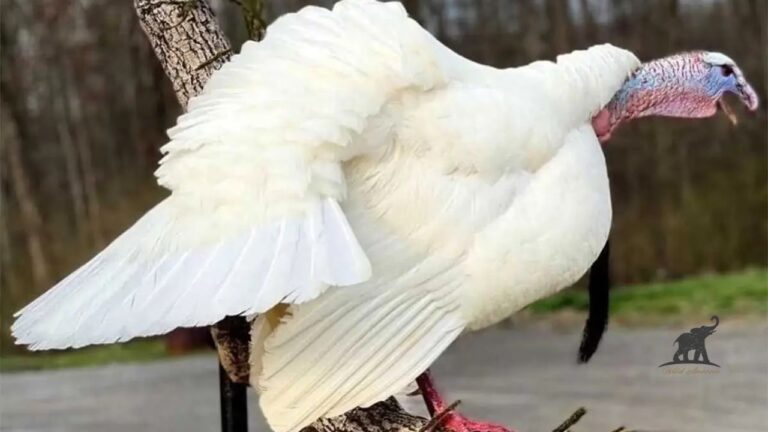 The Fascinating World of the Albino Wild Turkey