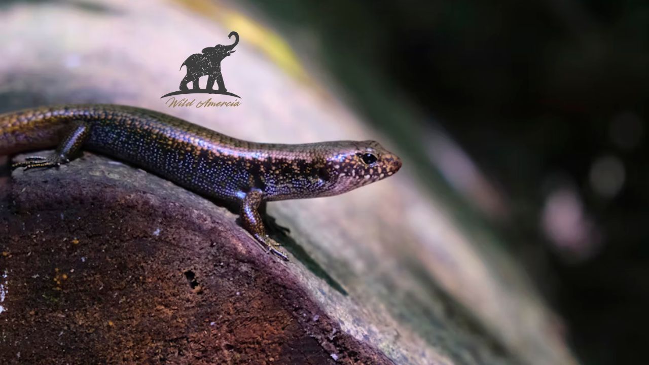 The Fascinating World of the Cave Salamander