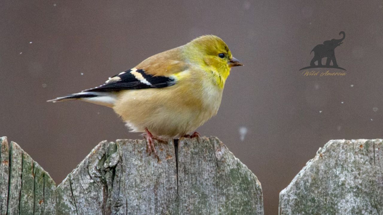 When Goldfinches Transform The Complete Guide to Goldfinch Molting
