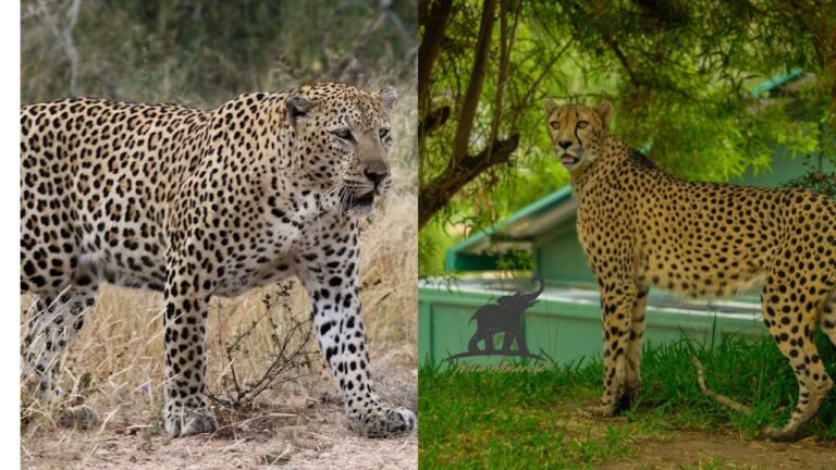 Cheetah vs Leopard Key Differences and Fascinating Facts