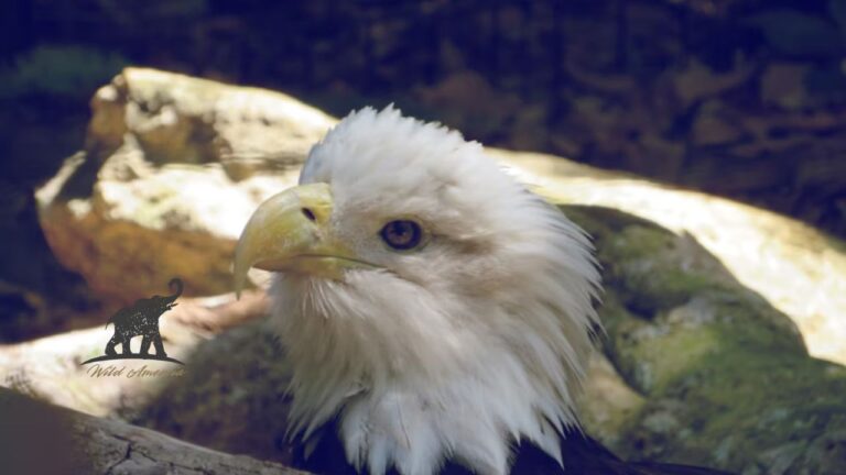 Eagle Rebirth Myth or Reality