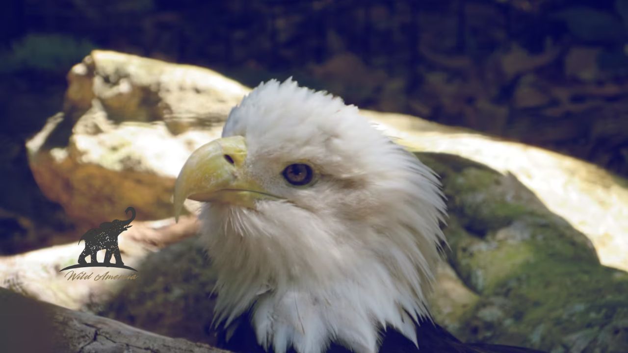 Eagle Rebirth Myth or Reality