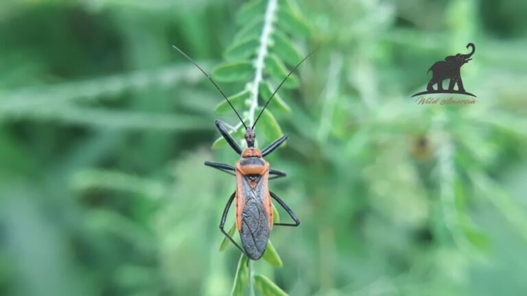 Kissing Bug vs Assassin Bug Key Differences and Facts