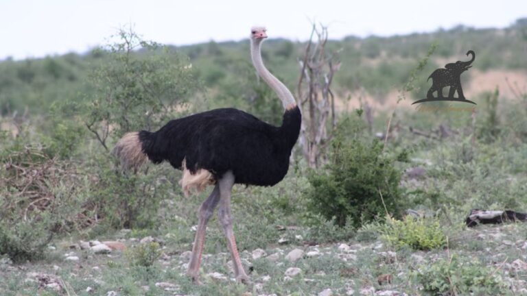 Ostrich Meat The Red Meat That's Better Than Beef