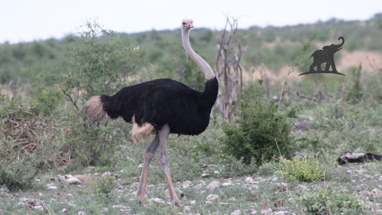 Ostrich Meat The Red Meat That's Better Than Beef